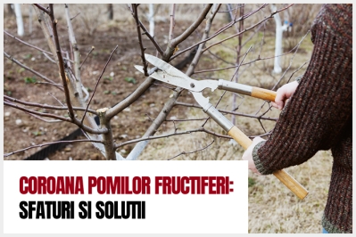 Coroana pomilor fructiferi: sfaturi si solutii